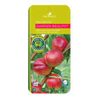 Nectarinier nain 'Garden baby'® : C.10L